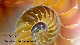  Presentation with human resource management section - Slides enhanced with mathematics symmetry - nautilus shell section background and a  colored foreground