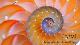  Presentation with shell - Beautiful presentation theme featuring mathematics symmetry - nautilus shell section backdrop and a gold colored foreground