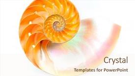  Presentation with human resource management section - Slides featuring mathematics symmetry - nautilus shell section background and a  colored foreground