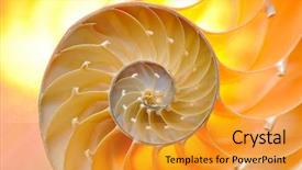  Presentation with shell - PPT layouts with mathematics symmetry - nautilus shell section background and a gold colored foreground