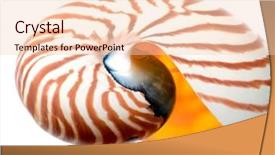  Presentation with outsourced based section - Beautiful theme featuring mathematics symmetry - nautilus shell section backdrop and a lemonade colored foreground