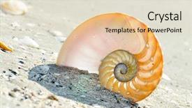  Presentation with shell - PPT layouts with mathematics symmetry - nautilus shell section background and a lemonade colored foreground