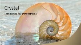  Presentation with shell - Cool new presentation theme with mathematics symmetry - nautilus shell section backdrop and a lemonade colored foreground