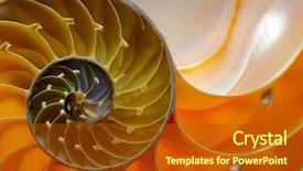  Presentation with shell - Theme with mathematics symmetry - nautilus shell section background and a crimson colored foreground