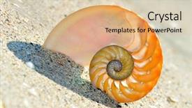  Presentation with shell - PPT theme consisting of mathematics symmetry - nautilus shell section background and a coral colored foreground