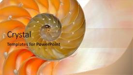  Presentation with c section - Beautiful slide deck featuring mathematics symmetry - nautilus shell section backdrop and a gold colored foreground