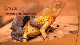  Presentation with ecuador - PPT theme having mating tropical toads rhinella typhonius background and a red colored foreground