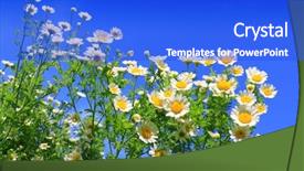  Presentation with forget me nots flowers - Slides consisting of matricaria chamomilla flowers on meadow background and a cobalt blue colored foreground