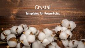  Presentation with cotton - Colorful presentation enhanced with mature-cotton-bowls backdrop and a tawny brown colored foreground