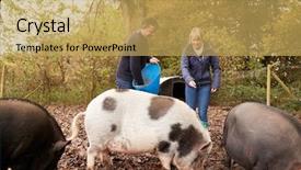  Presentation with pigs - Slides consisting of mature couple feeding rare breed background and a yellow colored foreground