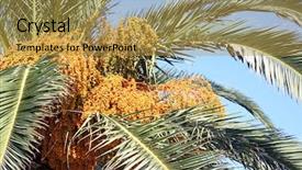  Presentation with date fruit - Presentation theme enhanced with palmier dattier - mature cretan date palm botanical background and a gold colored foreground