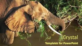  Presentation with elephant - Presentation theme having mature elephant feeding on a river bed background and a tawny brown colored foreground