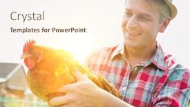  Presentation with hen - Colorful presentation design enhanced with mature farmer carrying hen in barn with yellow lens flare in background backdrop and a cream colored foreground