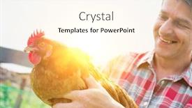  Presentation with hen - PPT theme having farmer carrying hen in barn background and a cream colored foreground