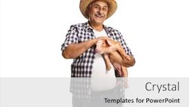  Presentation with chicken poultry farm white layer - Theme enhanced with mature-farmer-holding-a-piglet background and a light gray colored foreground
