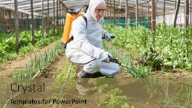  Presentation with pesticide - Presentation theme enhanced with mature-farmer-spraying-pesticide-through background and a  colored foreground