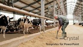  Presentation with livestock - Cool new presentation design with mature-grey-haired-male-owner backdrop and a coral colored foreground