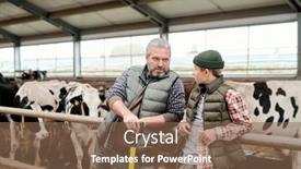  Presentation with livestock - Cool new presentation theme with mature-grey-haired-owner backdrop and a violet colored foreground