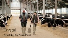  Presentation with animal - Colorful presentation theme enhanced with mature-male-owner-of-animal backdrop and a coral colored foreground