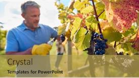  Presentation with vine wine - Presentation consisting of mature-male-worker-harvesting-grapes background and a yellow colored foreground