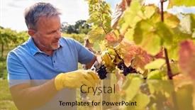  Presentation with vine wine - PPT layouts having mature-male-worker-harvesting-grapes background and a gold colored foreground