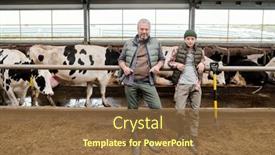  Presentation with livestock - Cool new presentation theme with mature-man-and-teenage-boy backdrop and a tawny brown colored foreground