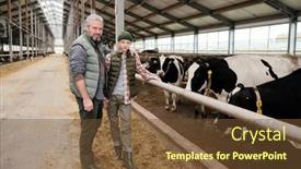  Presentation with livestock - Beautiful presentation featuring mature-man-and-teenage-boy backdrop and a tawny brown colored foreground
