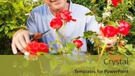  Presentation with caring - PPT layouts with mature-man-caring-for-roses background and a gold colored foreground