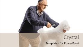  Presentation with grooming dog - PPT layouts enhanced with mature-man-grooming-a-bichon background and a mint green colored foreground