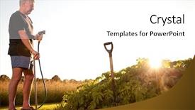  Presentation with vegetables - PPT layouts with mature man irrigating vegetables intentional background and a  colored foreground