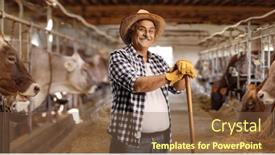  Presentation with wooden stick - Slide deck enhanced with mature-man-with-a-straw background and a tawny brown colored foreground