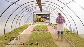  Presentation with greenhouse - Colorful presentation theme enhanced with mature man working in garden center greenhouse holding digital tablet and checking plants backdrop and a gold colored foreground