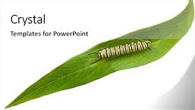  Presentation with swamp - Cool new PPT theme with mature monarch caterpillar on green backdrop and a white colored foreground