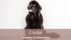  Presentation with newfoundland - Audience pleasing presentation design consisting of mature-newfoundland-dog-on-white backdrop and a coral colored foreground