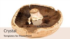  Presentation with bisporus - PPT theme enhanced with mature open portobello agaricus bisporus background and a yellow colored foreground