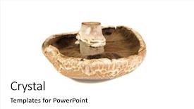  Presentation with bisporus - Amazing slide set having mature open portobello agaricus bisporus backdrop and a white colored foreground