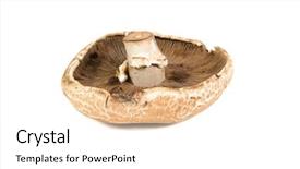  Presentation with bisporus - Slide set with mature open portobello agaricus bisporus background and a white colored foreground