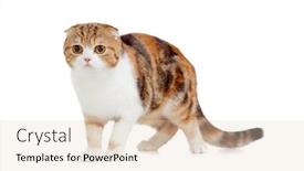  Presentation with fold - Presentation theme consisting of mature scottish fold cat background and a lemonade colored foreground