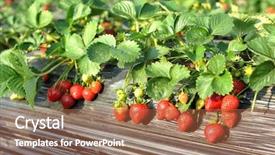  Presentation with strawberry - Colorful PPT theme enhanced with mature strawberry backdrop and a red colored foreground