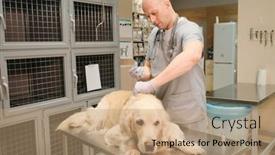  Presentation with vaccination - Slides enhanced with mature-veterinarian-making-a-vaccination background and a coral colored foreground