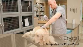  Presentation with vaccination - Cool new slides with mature-veterinarian-making-an-vaccination backdrop and a coral colored foreground