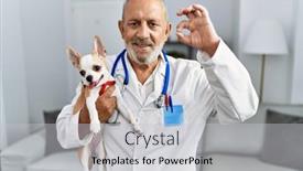  Presentation with friendly - PPT theme enhanced with mature-veterinarian-man-checking-dog background and a light gray colored foreground