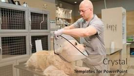  Presentation with medical procedure - Beautiful PPT theme featuring mature-veterinarian-putting-medical-collar backdrop and a coral colored foreground