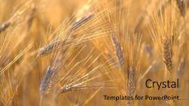  Presentation with wheat - Slide deck enhanced with mature wheat swaying background and a  colored foreground