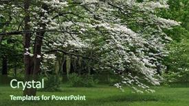  Presentation with dogwood - Slide deck consisting of mature white flowering dogwood tree background and a tawny brown colored foreground