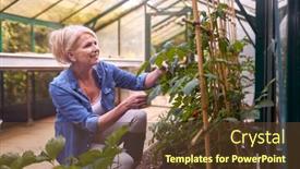  Presentation with greenhouse - Presentation design with mature-woman-growing-tomatoes background and a tawny brown colored foreground