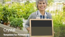  Presentation with greenhouse - PPT theme consisting of mature woman in a greenhouse holding a chalkboard background and a violet colored foreground