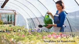  Presentation with working woman - Amazing presentation having mature woman working in garden center watering plants in greenhouse with watering can backdrop and a yellow colored foreground