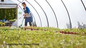  Presentation with working woman - Amazing presentation having center watering plants in greenhouse backdrop and a yellow colored foreground