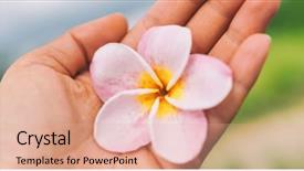  Presentation with hawaii - Presentation theme featuring maui - tropical hawaii monoi flower frangipani background and a coral colored foreground